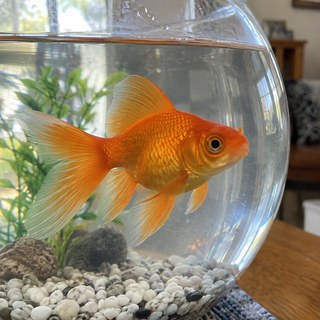 金魚の元写真