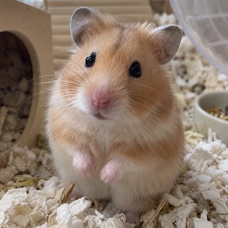 たろうの元写真